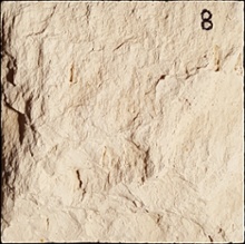 Stone Veneer sv2-8